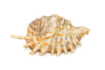 图像千足虫蜘蛛海螺兰比斯millepeda孤立的白色背景海蜗牛海底动物海贝壳