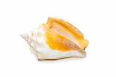 图像斯特罗姆布斯alatus海壳牌佛罗里达战斗海螺物种中等大小的温水海蜗牛海洋腹足类动物软体动物家庭鞘翅目真正的海螺孤立的白色背景海底动物海贝壳