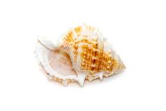 图像布福纳里亚蛙海壳牌物种海蜗牛海洋腹足类动物软体动物家庭滑囊科青蛙贝壳孤立的白色背景海底动物海贝壳