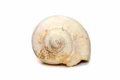 图像白色底海螺壳牌孤立的白色背景海底动物海贝壳
