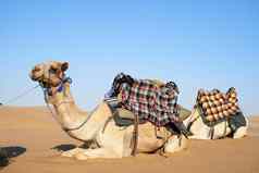 旅行沙漠商队骆驼沙漠