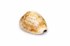 仅有伊莎贝拉常见的的名字伊莎贝尔的宝贝伊莎贝拉宝贝淡黄褐色的宝贝物种海蜗牛宝贝海洋腹足类动物软体动物家庭宝贝科宝贝螺孤立的白色背景海底动物海贝壳