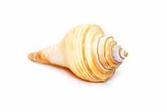 图像偏身海贝壳属海洋腹足类动物软体动物家庭蜥蜴科孤立的白色背景海底动物海贝壳