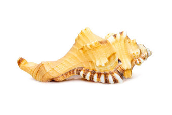图像洛托里亚洛托里亚海贝壳常见的条白色<strong>带有</strong>黑花斑蜗牛洗浴海卫一孤立的白色背景海蜗牛海底动物海贝壳