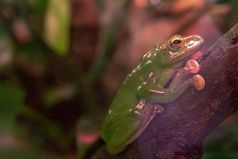 青蛙绿色自然野生动物动物孤立的插图两栖动物可爱的字符快乐白色有趣的减少舌头配置文件水设计eywords保护脊椎动物