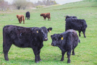 美丽的长发牛吃草牧场丹麦