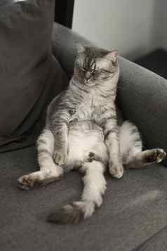 可爱的虎斑猫睡觉灰色舒适的沙发上有趣的手势国内生活动物概念