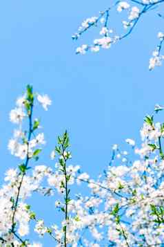 樱桃树开花蓝色的天空白色花自然背景