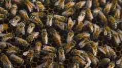 女王蜜蜂爬梳子携带蛋女王蜜蜂最大守卫蜜蜂头家庭特写镜头