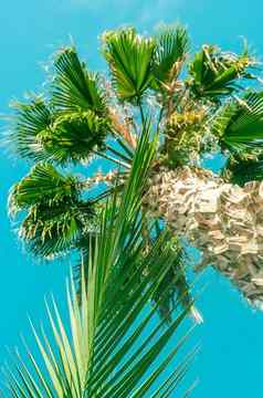 棕榈树海滩背景夏季旅行