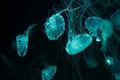 美丽的水母审美交织的水母触角黑暗背景