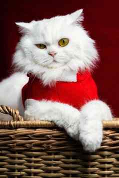 肖像毛茸茸的白色猫圣诞节装饰圣诞老人老人服装红色的工作室背景一年宠物动物模因概念