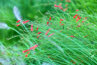 鲁塞利亚马蹄莲喷泉灌木爆竹<strong>植物</strong>珊瑚<strong>植物</strong>珊瑚喷泉珊瑚吹喷泉<strong>植物</strong>物种开花<strong>植物</strong>家庭车前草科