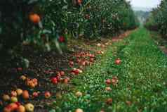 令人惊异的绿色苹果树花园成熟的红色的水果有机食物农业概念