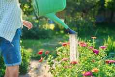 女人浇水Zinnia花花园浇水