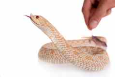 西方hog-nosed蛇heterodonnasicus白色背景
