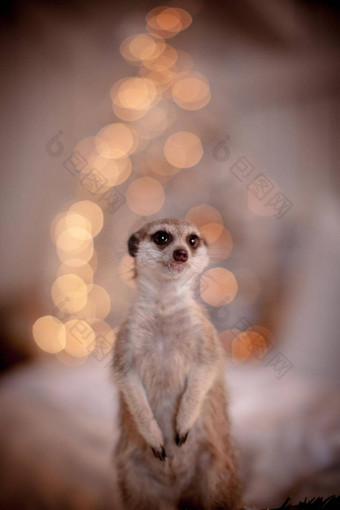 猫鼬Suricate幼崽装饰房间圣诞节树