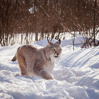 abordable欧亚猞猁肖像冬天场