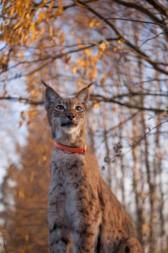 abordable欧亚猞猁肖像秋天森林