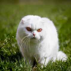 白色苏格兰褶皱猫绿色草