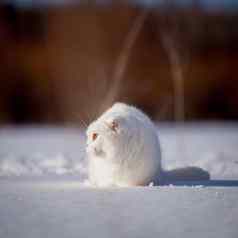 苏格兰褶皱猫肖像冬天场