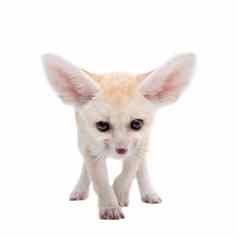 漂亮的fennec狐狸幼崽白色背景