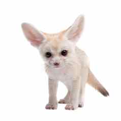 漂亮的fennec狐狸幼崽白色背景