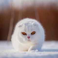 苏格兰褶皱猫肖像冬天场