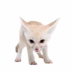漂亮的fennec狐狸幼崽白色背景
