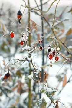 红色的冻浆果褪了色的灌木雪自然寒冷的背景冬天季节发病概念