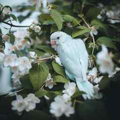 蓝色的rose-ringedRing-necked长尾小鹦鹉分支夏天花园