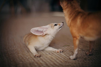 漂亮的fennec狐狸幼崽chuhuahua狗