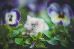 白色鼠标小家肌肉花园三色紫罗兰