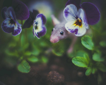 无毛的鼠标花园三色紫罗兰