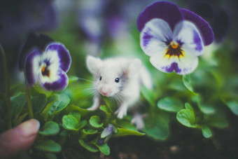 白色鼠标<strong>小家</strong>肌肉花园三色紫罗兰