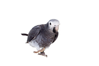 timneh非洲灰色鹦鹉孤立的白色