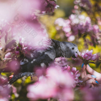 timneh非洲灰色鹦鹉苹果树春天花园