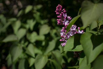 花背景淡紫色花春天花园