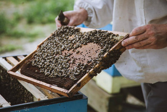 养蜂人检查蜂窝框架养蜂场蜂蜜农场