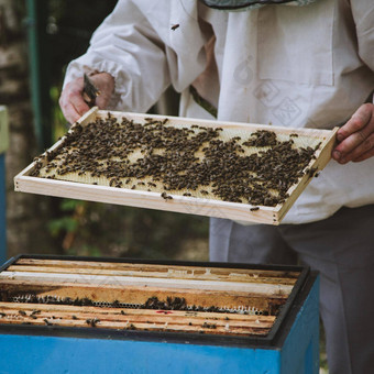 养蜂人检查蜂窝框架养蜂场蜂蜜农场