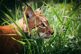 可爱的欧亚猞猁肖像夏天场