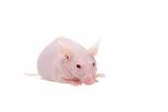 无毛的白化鼠标小家肌肉孤立的白色