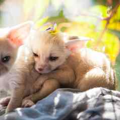 fennec狐狸幼崽夜光背景