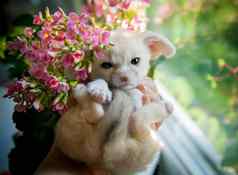 漂亮的fennec狐狸幼崽粉红色的花
