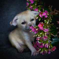 新生儿fennec狐狸幼崽粉红色的花