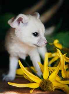 漂亮的fennec狐狸幼崽黄色的花