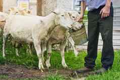 午餐时间农民喂养羊农场