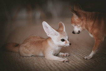 漂亮的fennec狐狸幼崽chuhuahua狗