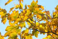 橙色系叶子树蓝色的天空阳光明媚的秋天一天