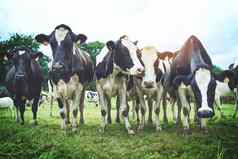 乳房一天乳房放牧会话群牛乳制品农场